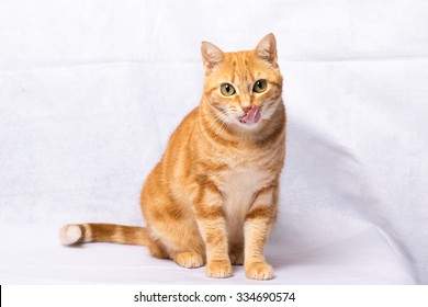 A Beautiful Domestic Orange Striped Cat Tongue Out. Animal Portrait.