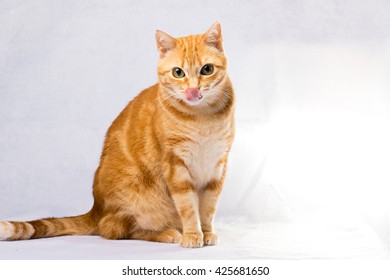 A Beautiful Domestic Orange Striped Cat With Tongue Out. Animal Portrait.