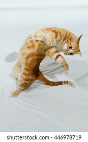 A Beautiful Domestic Orange Striped Cat Jumping And Playing With A Toy Mouse, Back Legs On The Ground. Animal Portrait Against White Background