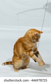 A Beautiful Domestic Orange Striped Cat Jumping And Playing With A Toy Mouse, Back Legs On The Ground. Animal Portrait Against White Background