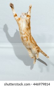 A Beautiful Domestic Orange Striped Cat Jumping And Playing With A Toy Mouse, Mid-air In Strange Positions. Animal Portrait Against White Background