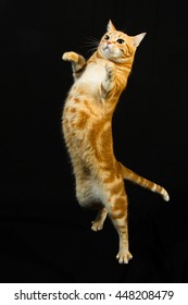 A Beautiful Domestic Orange Striped Cat Jumping And Playing With A Toy Mouse, Back Legs On The Ground In Strange, Weird, Funny Positions. Animal Portrait Against Black Background