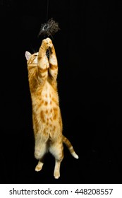 A Beautiful Domestic Orange Striped Cat Jumping And Playing With A Toy Mouse, Back Legs On The Ground In Strange, Weird, Funny Positions. Animal Portrait Against Black Background