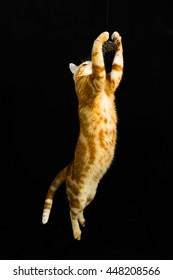 A Beautiful Domestic Orange Striped Cat Jumping And Playing With A Toy Mouse, Back Legs On The Ground In Strange, Weird, Funny Positions. Animal Portrait Against Black Background