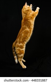 A Beautiful Domestic Orange Striped Cat Jumping And Playing With A Toy Mouse, Back Legs On The Ground In Strange, Weird, Funny Positions. Animal Portrait Against Black Background