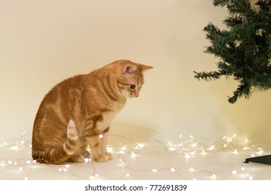 A Beautiful Domestic Orange Striped Cat In Strange, Weird, Funny Positions Playing With Christmas Lights Near Tree. Animal Portrait Against White Background.