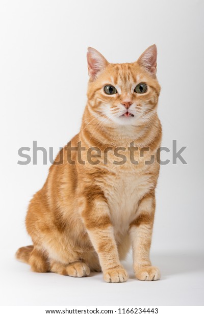 Beautiful Domestic Orange Striped Cat Sitting Stock Photo (Edit Now ...