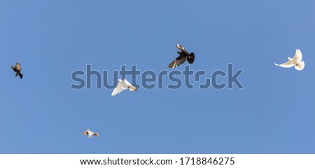 beautiful domestic pigeons on blue sky