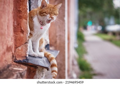 A Beautiful Domestic Red Cat With A Striped Tail Sits And Yawns On The Windowsill Of An Old House. Open Mouth. Closed Eyes. Reflex Breathing Act. Selective Focus. No People.