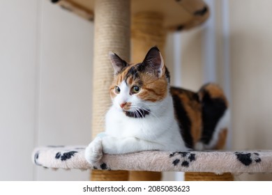 Beautiful Domestic Tricolor Cat With Yellow (amber) Eyes Sits On A Cat Climbing Frame Indoors And Looks Away. Close-up.