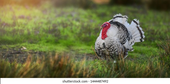 Beautiful Domestic Turkey Bird With Red Head In Sunny Background On Fresh Green Meadow.