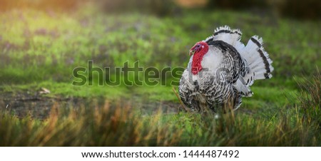 Beautiful domestic turkey bird with red head in sunny background on fresh green meadow.