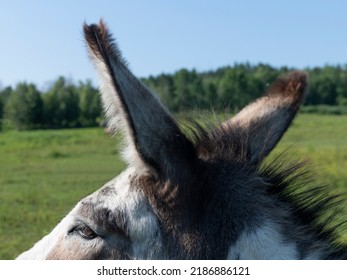 Beautiful Donkey Ears On A Blue Sky