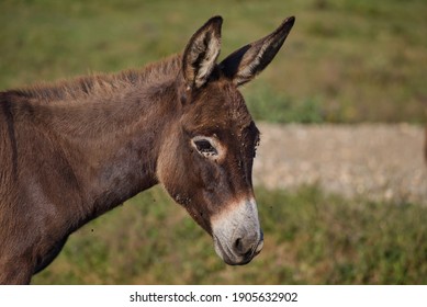 ろば の画像 写真素材 ベクター画像 Shutterstock