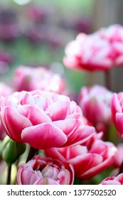 Beautiful Double Fox Trot Pink And Tulips , Shallow Depth Of Field, Spring Time Garden Image