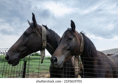 Beautiful Double Portrait Of Horses Close Up In The Farm No People