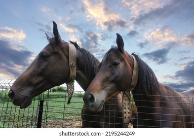 Beautiful Double Portrait Of Horses Close Up In The Farm No People.