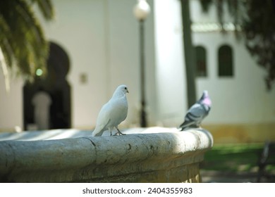 Beautiful dove perched in the fountain