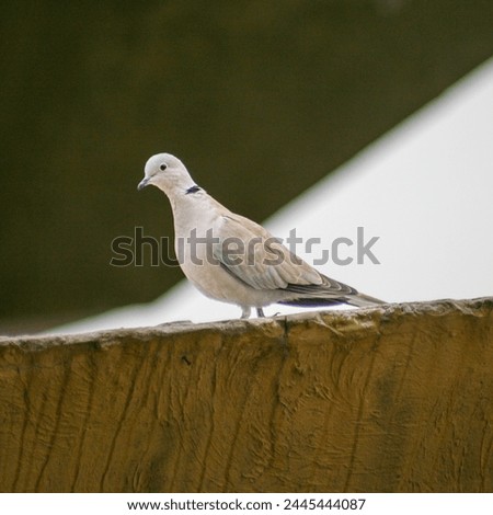 beautiful dove,dove sitting,beatiful bird,flying bird,bird dove,beautiful pigeon,pigeon sitting,bird looking,bird starring at you,