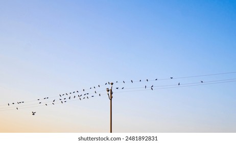 Beautiful doves sitting on the power lines in the morning. - Powered by Shutterstock