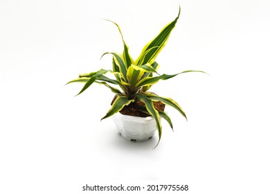 Beautiful Dracaena Plant On White Pot Isolated On White Background. Variegated Houseplant For Home Decor Stock Images.