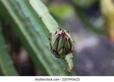 Beautiful Dragon Fruit Flowers Before The Fruit Comes Out