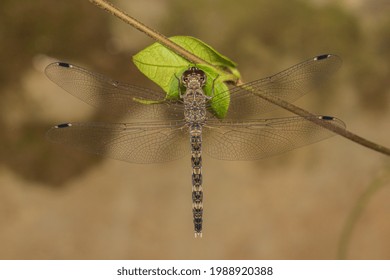 A Beautiful Dragonfly. Bradinopyga Geminata ( Female ). They Are Also Called Granite Host. Family : Libellulidae 