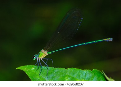 beautiful dragonfly in the forest