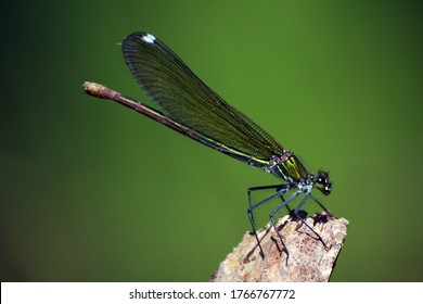 beautiful dragonfly, macro wild life photography