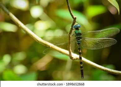 Beautiful dragonfly on a branch. blue darner ( anax immaculifrons).