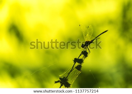 A beautiful dragonfly sitting on a flower branch in early morning during sunrise and golden light in winter. A silhouette of dragonfly in morning time. 