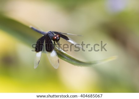 The beautiful dragonfly in Thailand