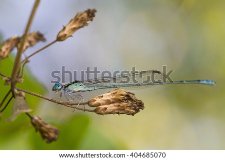 The beautiful dragonfly in Thailand