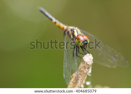 The beautiful dragonfly in Thailand