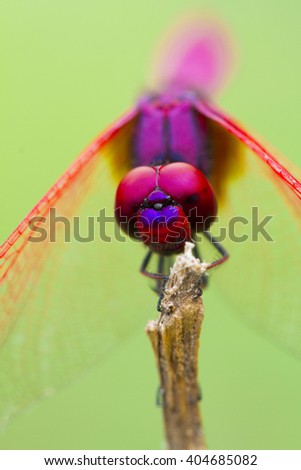 The beautiful dragonfly in Thailand