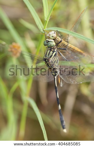 The beautiful dragonfly in Thailand