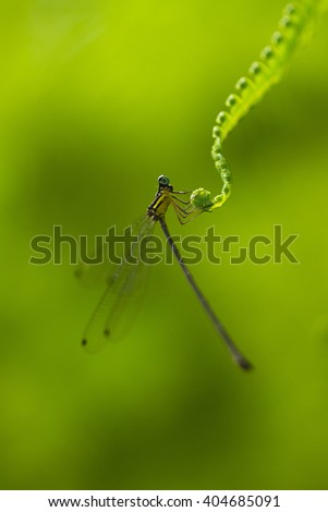 The beautiful dragonfly in Thailand
