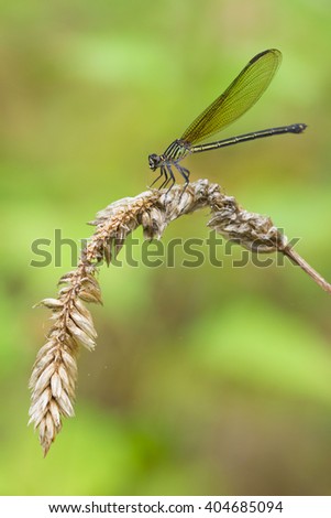 The beautiful dragonfly in Thailand