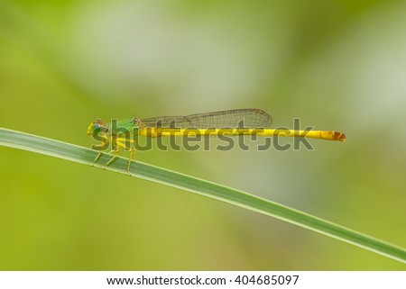 The beautiful dragonfly in Thailand