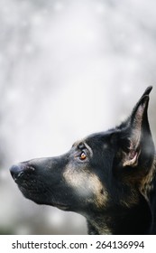 841 imágenes de German shepherd patterns - Imágenes, fotos y vectores