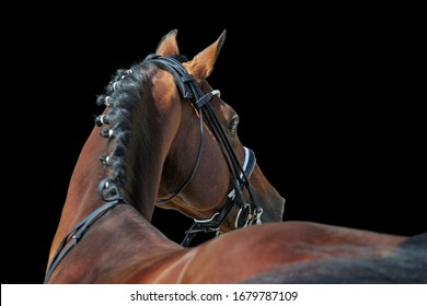 Beautiful dressage stallion in double bridle isolated on black background