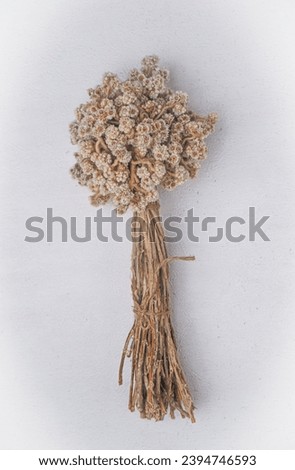 Beautiful dried anaphalis javanica (Javanese Edelweis), flowering plant species endemic to Indonesia. Dried Edelweis often become souvenirs for tourists.