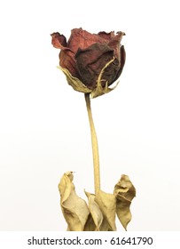 Beautiful dried red rose over white background