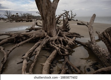 Beautiful Driftwood At South Georgia Coast