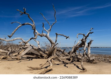 Beautiful driftwood and trees seen during a sunny day on Jekyll Island’s Driftwood Beach, Golden Islands, Georgia, USA