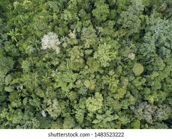 Beautiful  drone aerial view of tree tops of brazilian amazon primary rainforest in summer sunny day. Concept of conservation, ecology, biodiversity, global warming, environment and climate change.