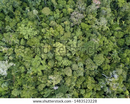 Beautiful  drone aerial view of tree tops of brazilian amazon primary rainforest in summer sunny day. Concept of conservation, ecology, biodiversity, global warming, environment and climate change.