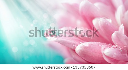 Beautiful drop of water morning dew on petal of pink chrysanthemum flower with summer spring reflection close-up macro in nature, rays of sunlight against turquoise sky, copy space, panoramic view.