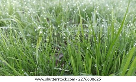 Beautiful drops of dew on the tips of grass leaves, macro. Morning freshness of nature