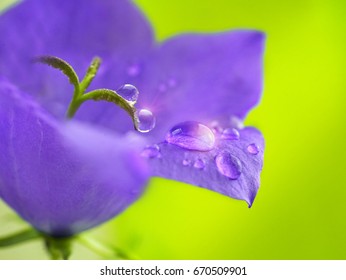 Beautiful drops of dew water sparkle in the sun on a bell flower macro. Flower bell with rain drops on a bright green background close-up. - Powered by Shutterstock